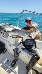 European Bass (Seabass)