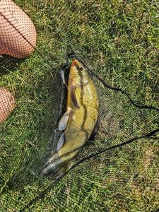 Tench