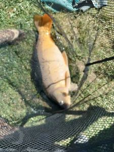 Rainbow Trout