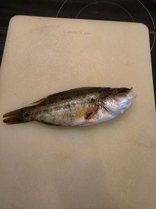 Axillary Wrasse