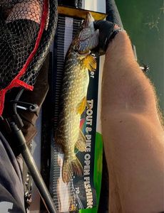 Northern Pike