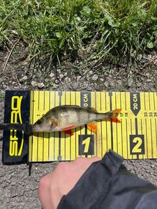 European Perch