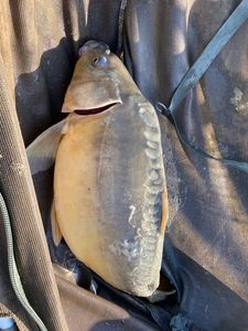 Mirror Carp