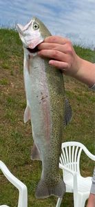 Rainbow Trout