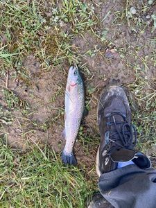 Rainbow Trout