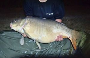 Leather Carp