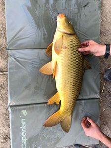 Common Carp