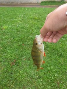 European Perch
