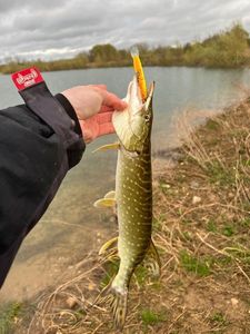 Northern Pike