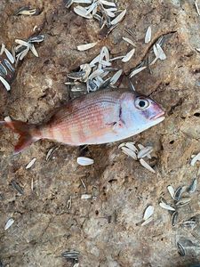 Red Porgy