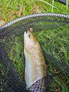 Rainbow Trout