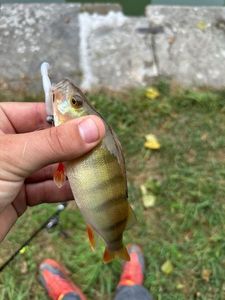 European Perch