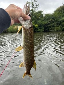 Northern Pike