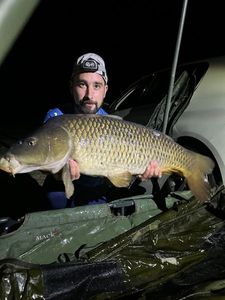 Common Carp