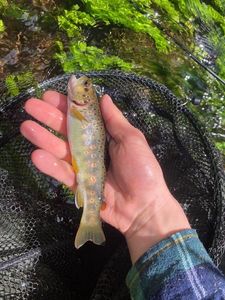 Brown Trout