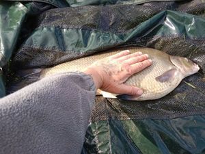 Common Bream