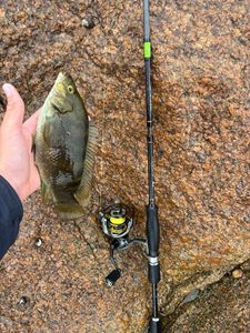 Ballan Wrasse