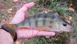 European Perch
