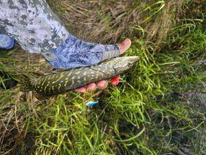 Northern Pike