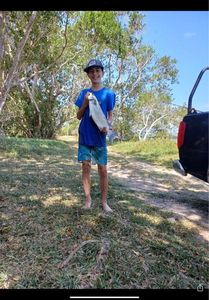 Golden Grey Mullet