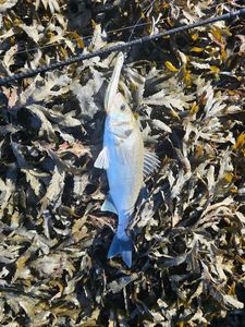 European Bass (Seabass)