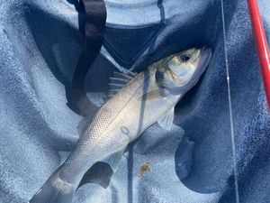 European Bass (Seabass)