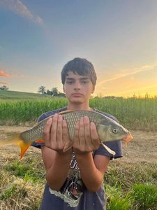 Common Carp