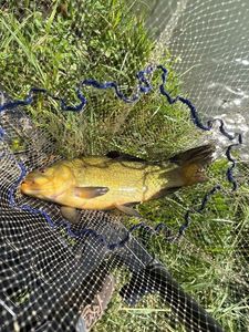 Tench