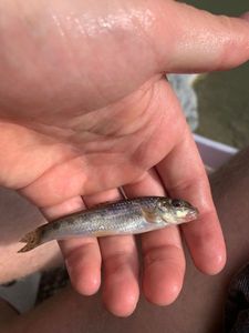 Gudgeon