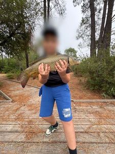 Common Carp