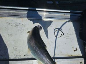 Kokanee