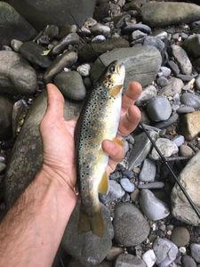 Brown Trout