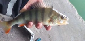 European Perch