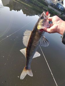 Zander