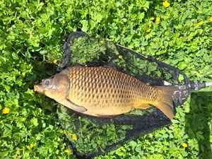 Common Carp