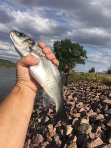 European Bass (Seabass)