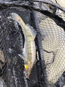 Snoekbaars