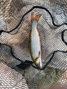 Brook Trout