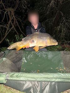 Mirror Carp