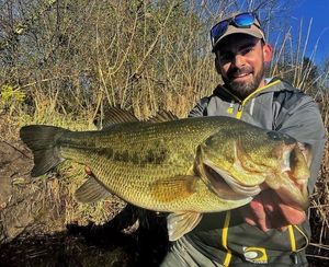 Largemouth Bass
