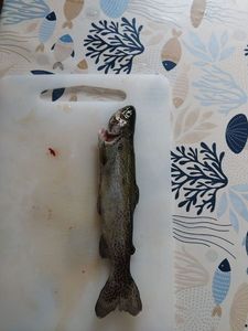 Rainbow Trout