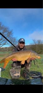 Common Carp