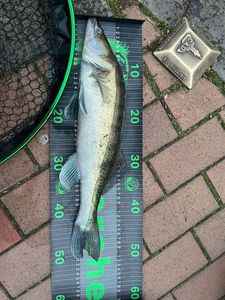 Zander
