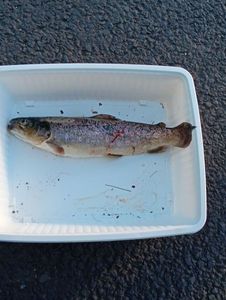 Brown Trout