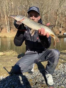Chain Pickerel