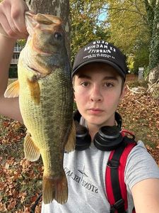 Largemouth Bass