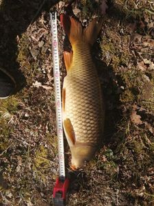 Common Carp