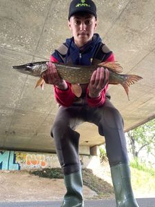 Northern Pike