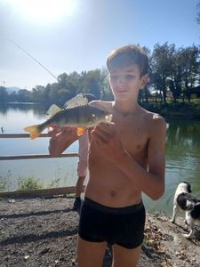 European Perch