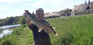 Northern Pike